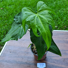 Load image into Gallery viewer, #77 Anthurium Macrolobium x