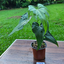 Load image into Gallery viewer, #77 Anthurium Macrolobium x