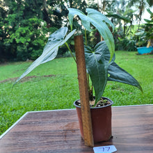 Load image into Gallery viewer, #77 Anthurium Macrolobium x