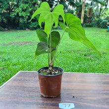 Load image into Gallery viewer, #77 Anthurium Macrolobium x