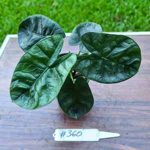 #360 Alocasia Sinuata