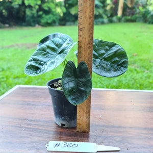 #360 Alocasia Sinuata