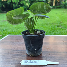 Load image into Gallery viewer, #360 Alocasia Sinuata