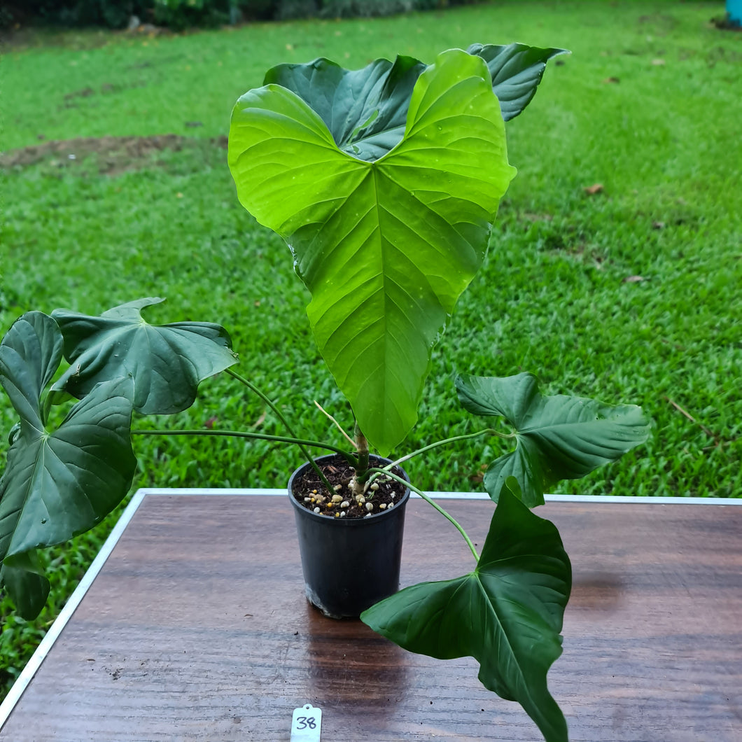 #38 Anthurium Balaoanum