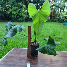 Load image into Gallery viewer, #38 Anthurium Balaoanum