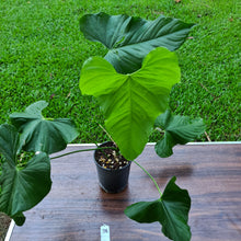 Load image into Gallery viewer, #38 Anthurium Balaoanum
