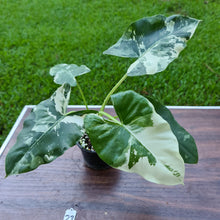 Load image into Gallery viewer, #23 Variegated Alocasia Macrorrhiza