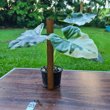 Load image into Gallery viewer, #23 Variegated Alocasia Macrorrhiza