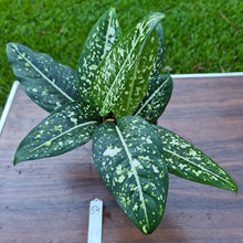 Load image into Gallery viewer, #54 Aglaonema &#39;Galaxy&#39; / &#39;Morodoklok&#39;