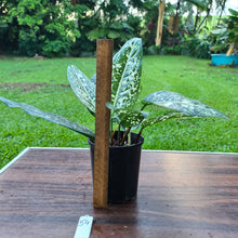 Load image into Gallery viewer, #54 Aglaonema &#39;Galaxy&#39; / &#39;Morodoklok&#39;