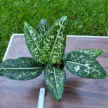 Load image into Gallery viewer, #54 Aglaonema &#39;Galaxy&#39; / &#39;Morodoklok&#39;