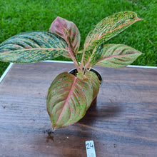 Load image into Gallery viewer, #24 Aglaonema &#39;Strip Tease&#39;