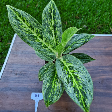 #81 Aglaonema 'Milky Way'
