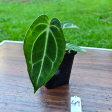 Load image into Gallery viewer, #49 Anthurium Magnificum Hybrid x
