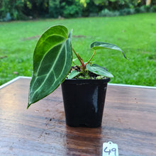 Load image into Gallery viewer, #49 Anthurium Magnificum Hybrid x
