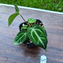 Load image into Gallery viewer, #49 Anthurium Magnificum Hybrid x