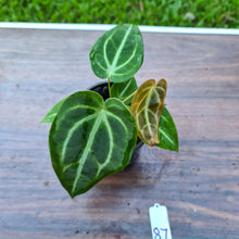 Load image into Gallery viewer, #87 Anthurium Magnificum Hybrid x