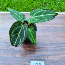 Load image into Gallery viewer, #103 Anthurium Magnificum Hybrid x