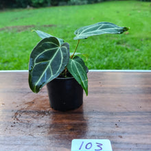 Load image into Gallery viewer, #103 Anthurium Magnificum Hybrid x