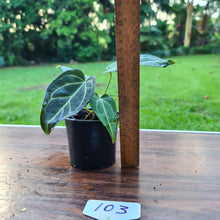 Load image into Gallery viewer, #103 Anthurium Magnificum Hybrid x