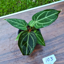 Load image into Gallery viewer, #103 Anthurium Magnificum Hybrid x