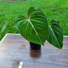Load image into Gallery viewer, #508 Philodendron Gloriosum