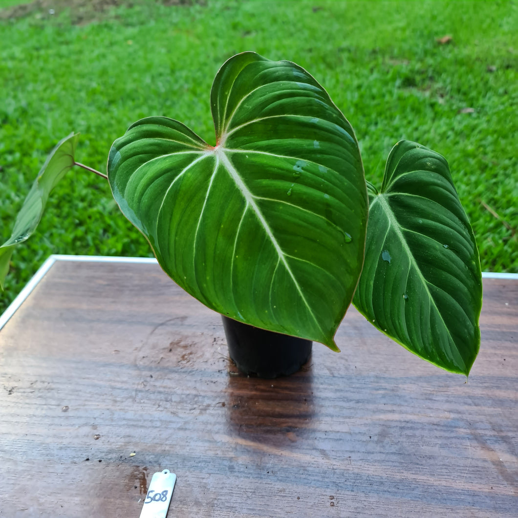 #508 Philodendron Gloriosum