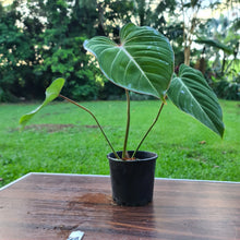 Load image into Gallery viewer, #508 Philodendron Gloriosum