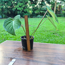 Load image into Gallery viewer, #508 Philodendron Gloriosum
