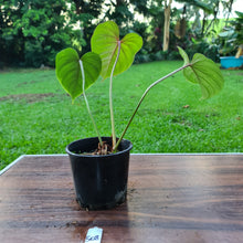 Load image into Gallery viewer, #508 Philodendron Gloriosum