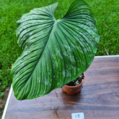 #18 Large Philodendron Silver Cloud - Well rooted tip cutting