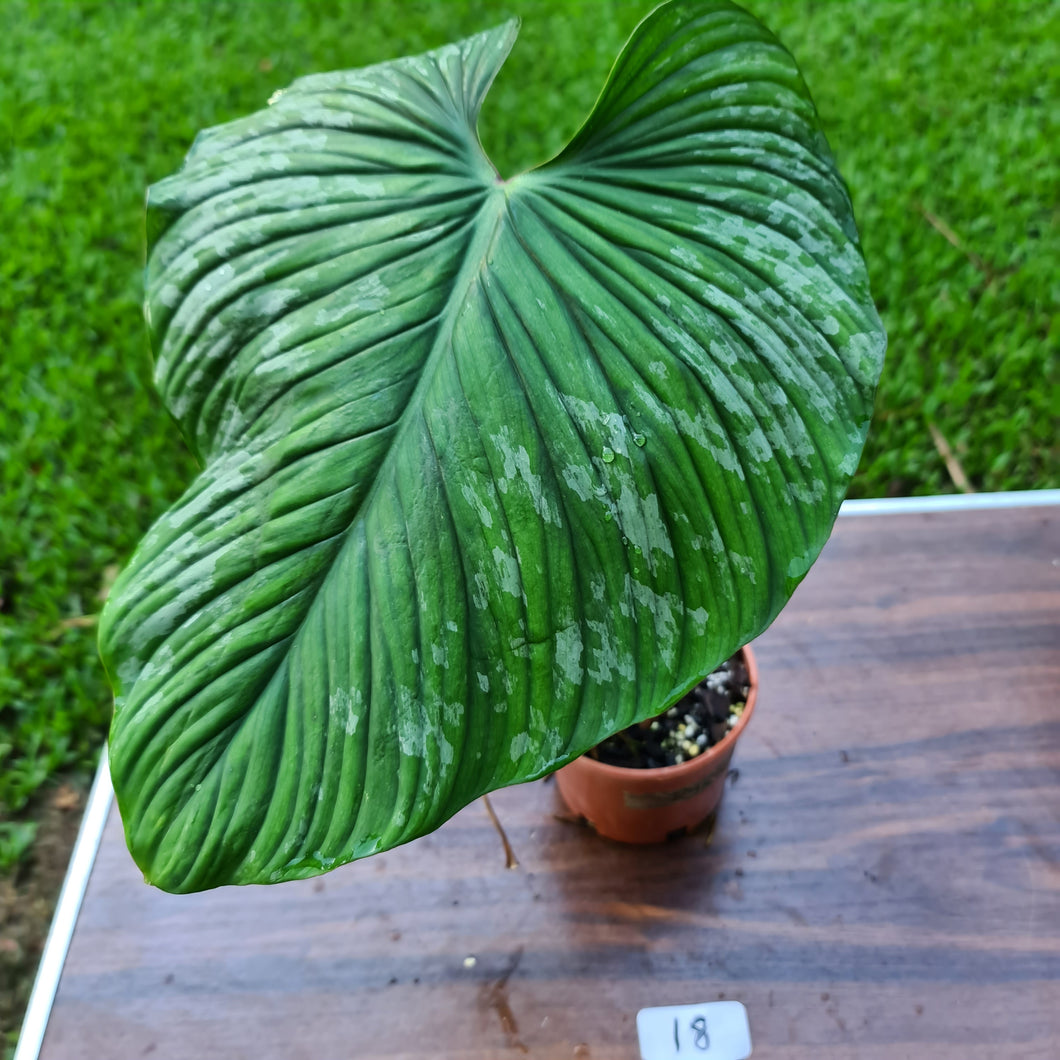 #18 Large Philodendron Silver Cloud - Well rooted tip cutting