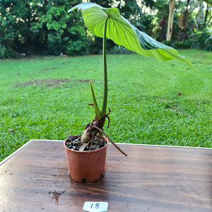 #18 Large Philodendron Silver Cloud - Well rooted tip cutting