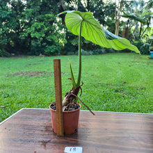 Load image into Gallery viewer, #18 Large Philodendron Silver Cloud - Well rooted tip cutting