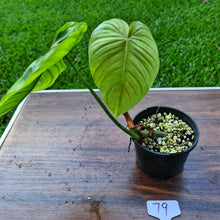 Load image into Gallery viewer, #79 Philodendron Plowmanii x Tenue - Rooted Tip Cutting