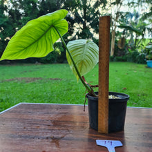 Load image into Gallery viewer, #79 Philodendron Plowmanii x Tenue - Rooted Tip Cutting