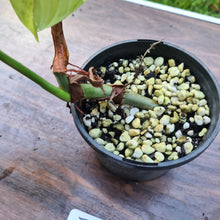 Load image into Gallery viewer, #79 Philodendron Plowmanii x Tenue - Rooted Tip Cutting