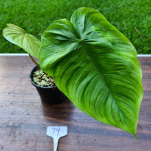 Load image into Gallery viewer, #79 Philodendron Plowmanii x Tenue - Rooted Tip Cutting