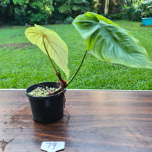 Load image into Gallery viewer, #79 Philodendron Plowmanii x Tenue - Rooted Tip Cutting