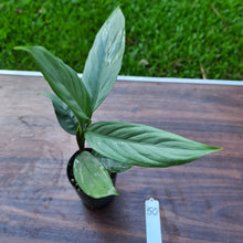 Load image into Gallery viewer, #50 Aglaonema Alumina / Sterling Silver