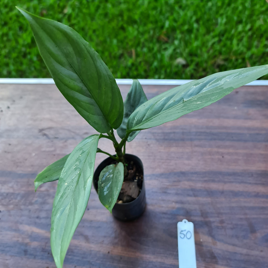 #50 Aglaonema Alumina / Sterling Silver