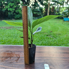 Load image into Gallery viewer, #50 Aglaonema Alumina / Sterling Silver
