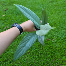 Load image into Gallery viewer, #50 Aglaonema Alumina / Sterling Silver