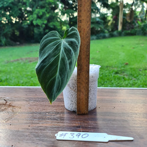 #390 Philodendron Splendid (Melanochrysum x Verrucosum)  - Rooted Tip cutting