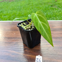 Load image into Gallery viewer, #26 Narrow Anthurium Magnificum Hybrid x