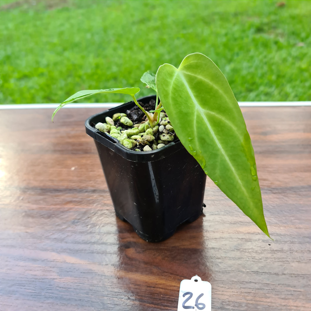 #26 Narrow Anthurium Magnificum Hybrid x