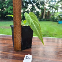 Load image into Gallery viewer, #26 Narrow Anthurium Magnificum Hybrid x