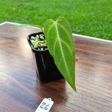 Load image into Gallery viewer, #26 Narrow Anthurium Magnificum Hybrid x