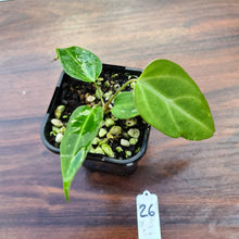Load image into Gallery viewer, #26 Narrow Anthurium Magnificum Hybrid x