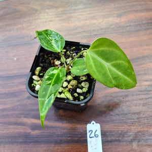 #26 Narrow Anthurium Magnificum Hybrid x